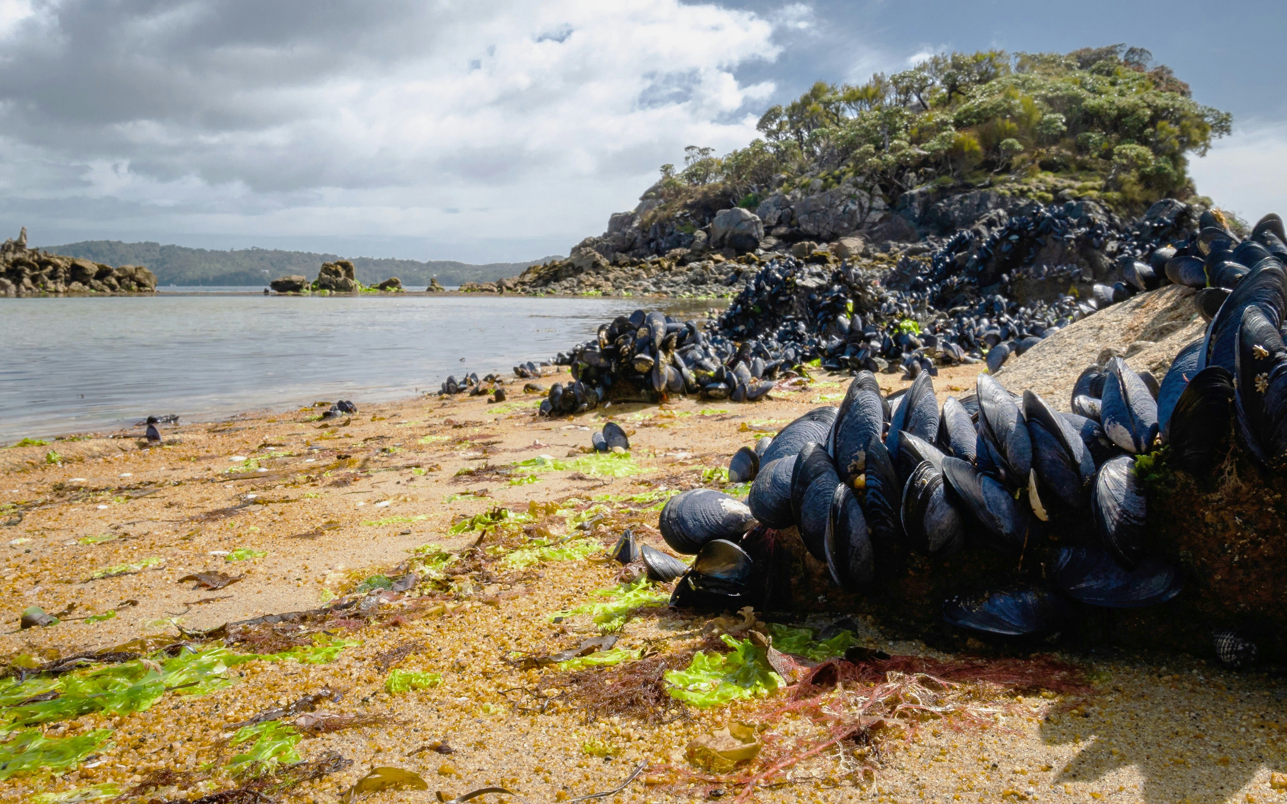 Remote beach with orange sand and oyster-covered rocks, Ulva Island, Stewart Island.