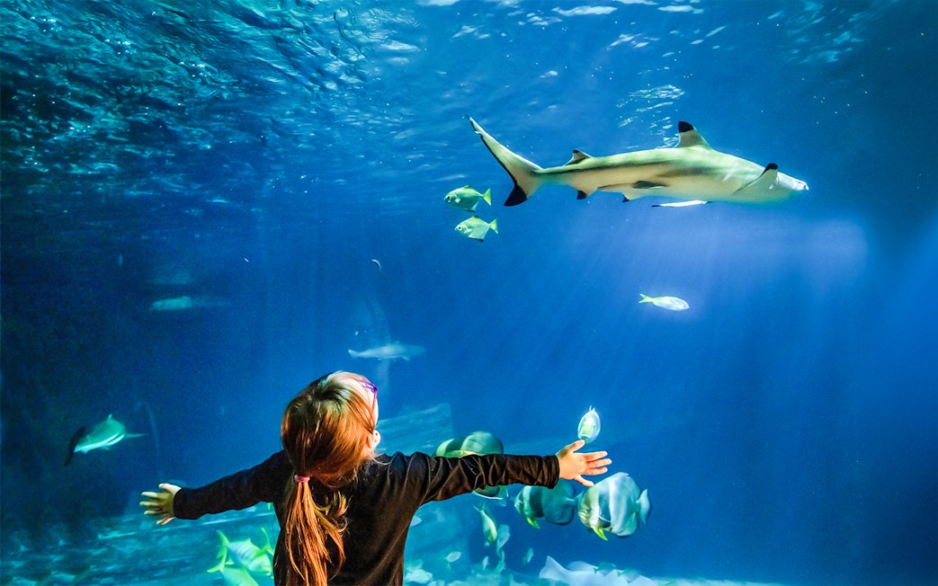 Child reaching towards glass tunnel with blacktip shark at Sea Life Speyer.