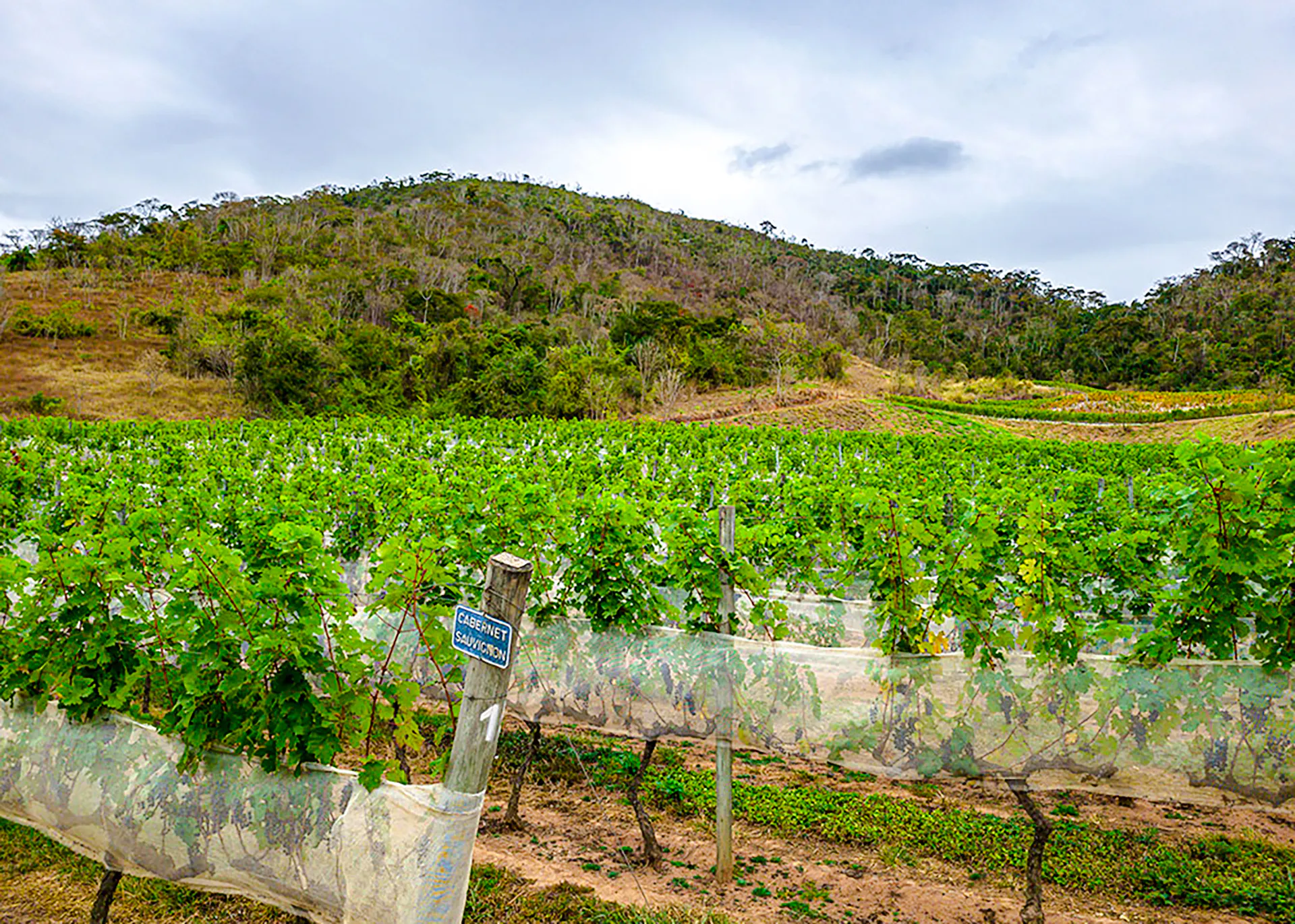 Vineyard with Cabernet Sauvignon grapes and mountains in Rio de Janeiro.