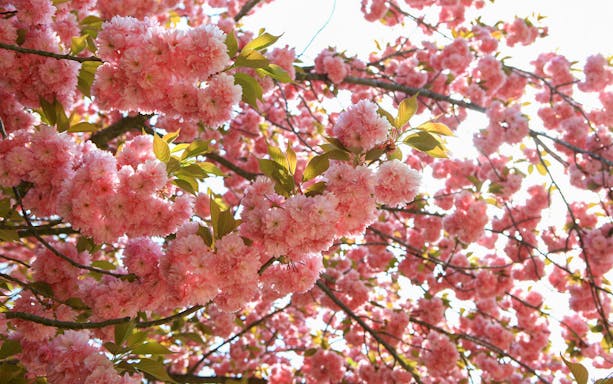 Cherry Blossom flowers in full bloom on tree branches.