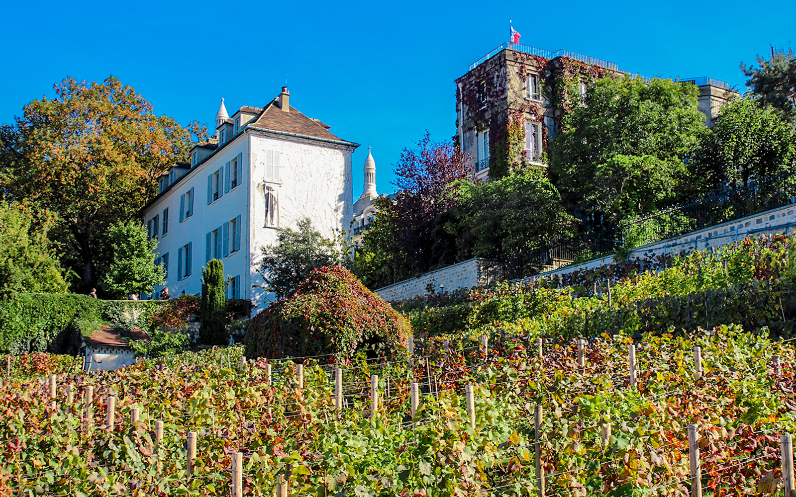Montmartre village surrounded by vineyards
