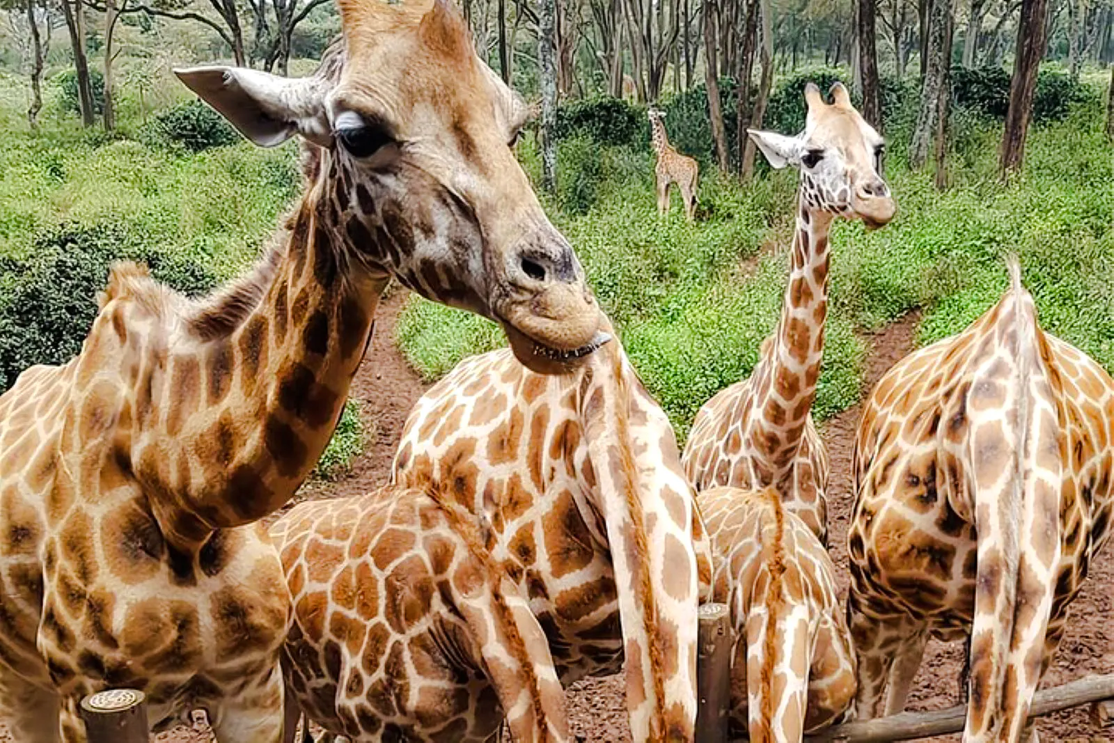 Giraffes feeding at Giraffe Centre, Nairobi, surrounded by lush greenery.