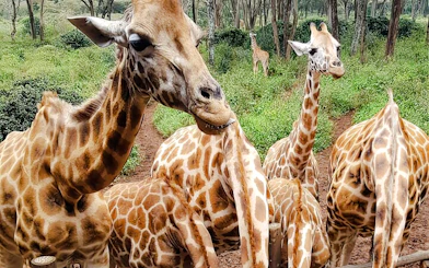 Giraffes feeding at Giraffe Centre, Nairobi, surrounded by lush greenery.