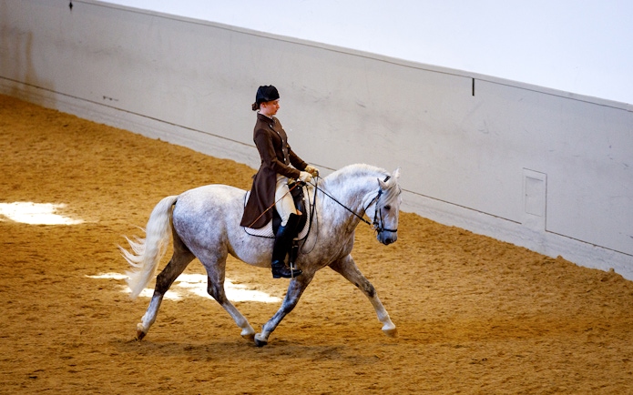 Woman riding a white horse at Spanish Riding School training session.
