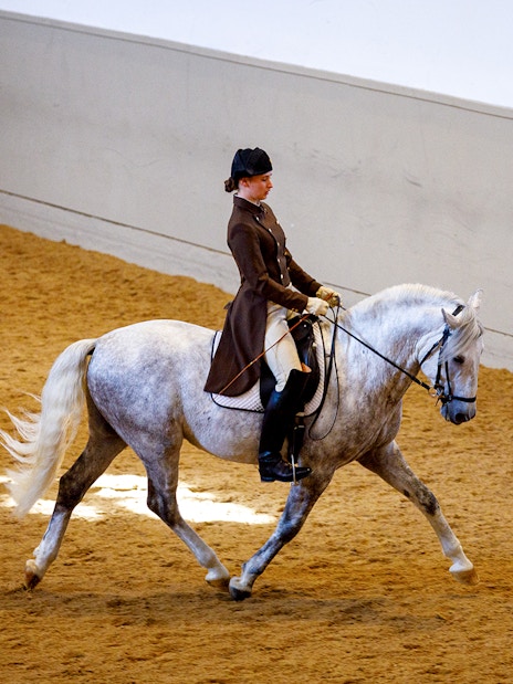 Woman riding a white horse at Spanish Riding School training session.