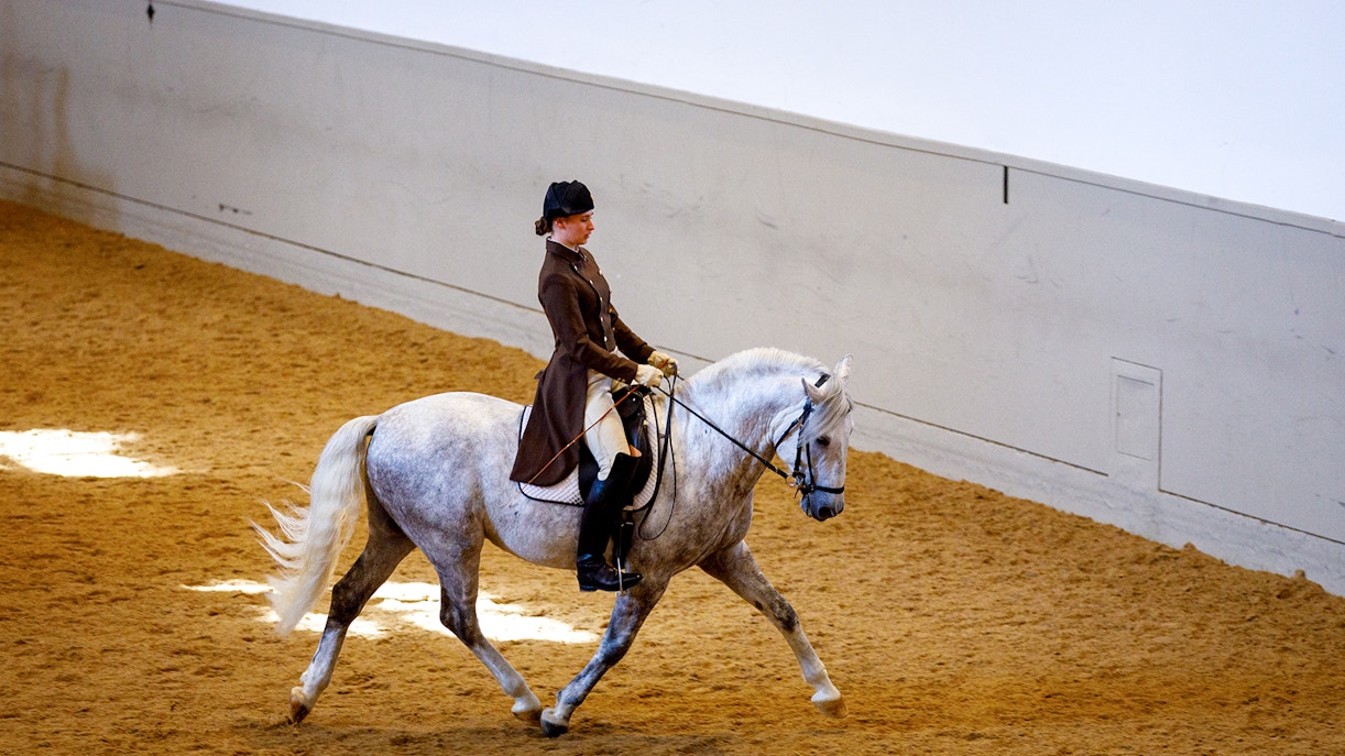 Woman riding horse at Spanish Riding School Training