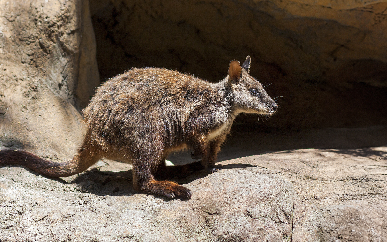 Wallaby on rocky terrain at Taronga Zoo, Sydney.