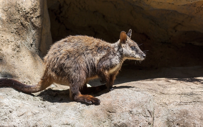 Wallaby on rocky terrain at Taronga Zoo, Sydney.
