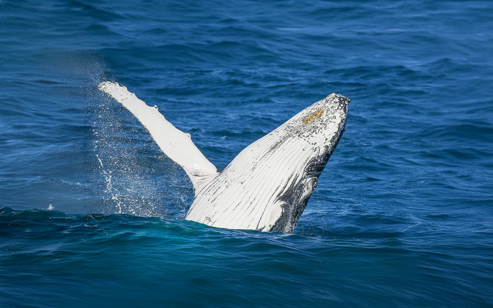 Whales breaching near a catamaran on a Sydney Whale Watching Cruise.