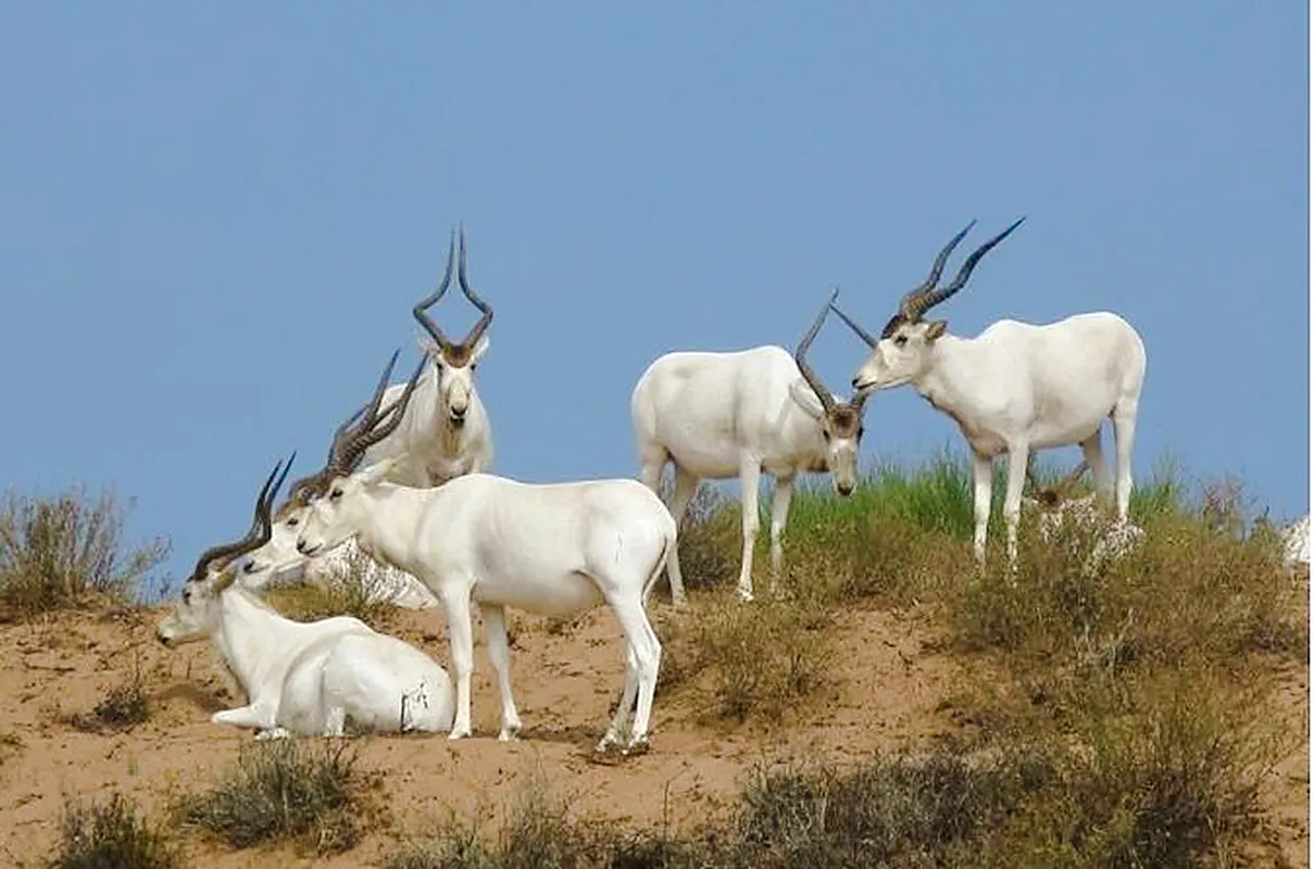 Antelopes on a sandy hill during Massa & Tiznit Jeep Safari, Agadir.