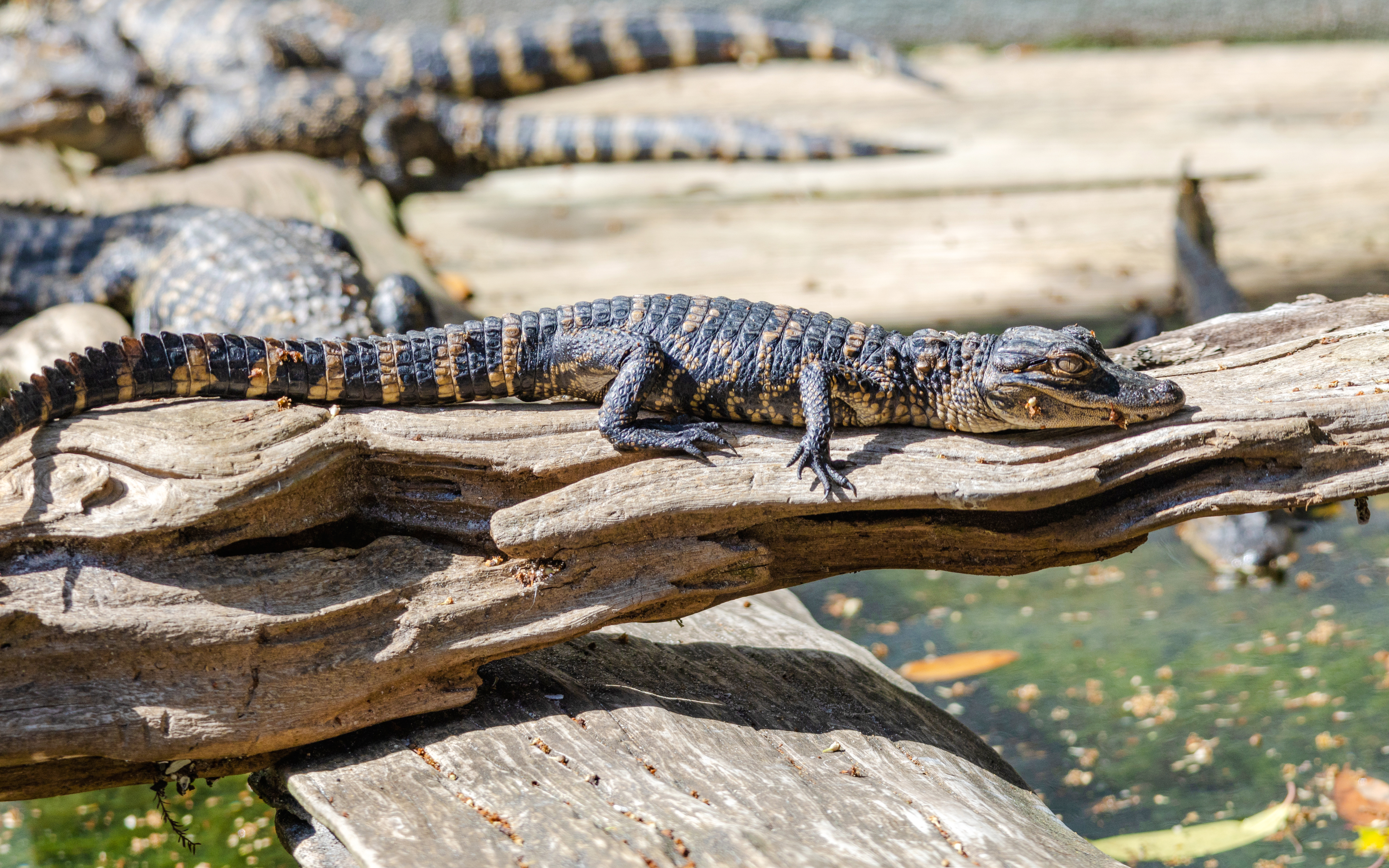American alligator basking on a log at an alligator farm in St. Augustine, Florida.