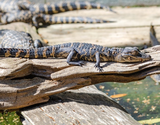 American alligator basking on a log at an alligator farm in St. Augustine, Florida.