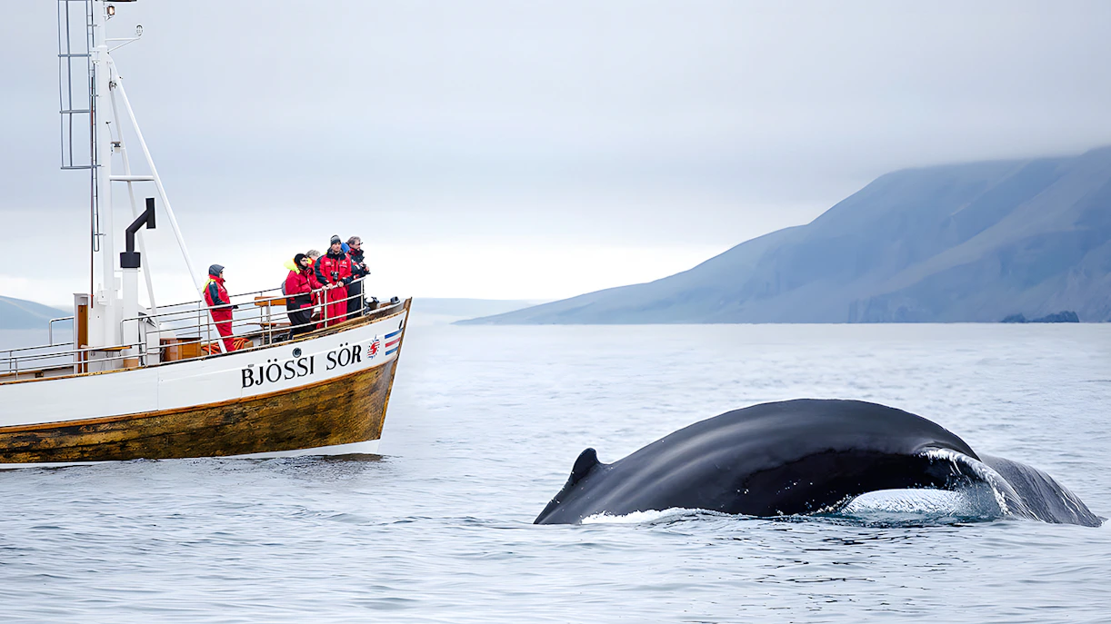Guests on a boat watching a whale dive in Husavik, Iceland.