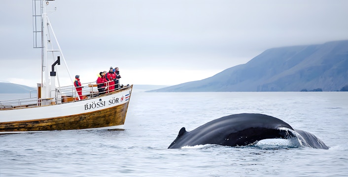 Наблюдение за китами в Исландии