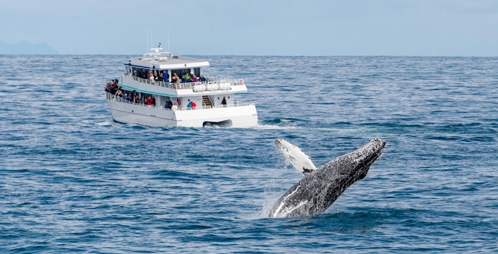 Whale Watching Cairns