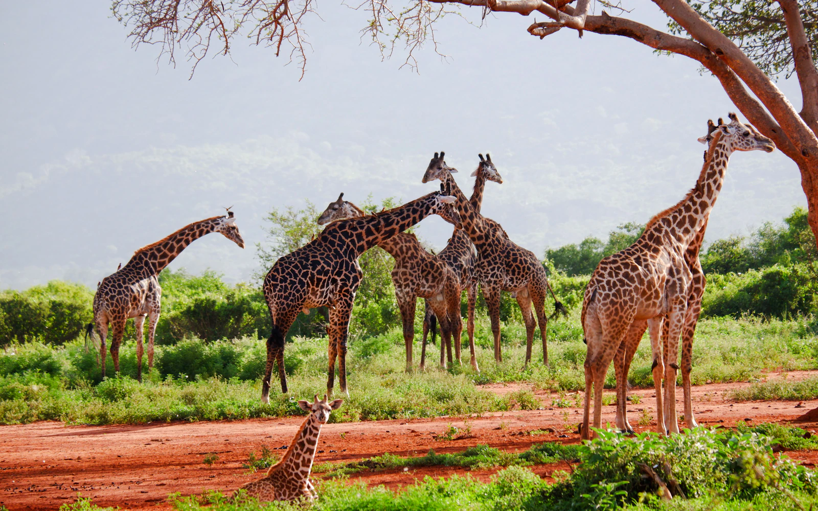 3-Day Tsavo East National Park Safari from Mombasa Image 2