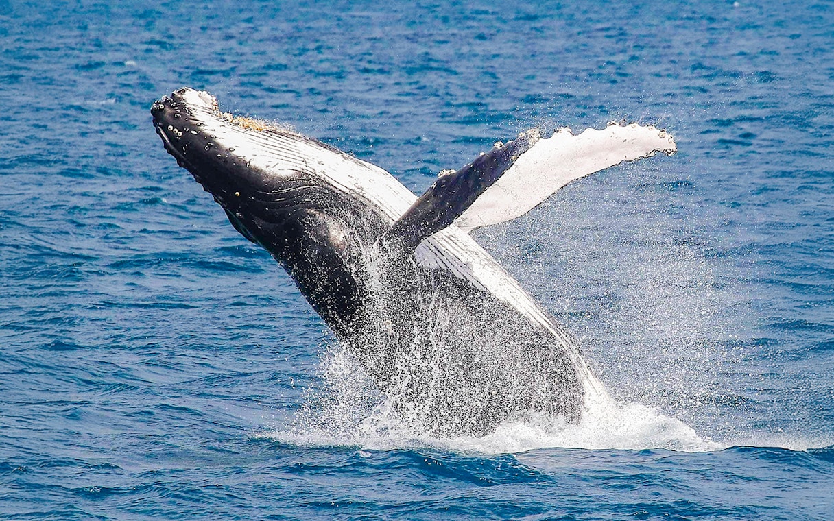 Whale breaching in the waters near Fraser Island, K'gari, during a whale watching tour.