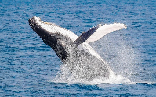 Whale breaching in the waters near Fraser Island, K'gari, during a whale watching tour.