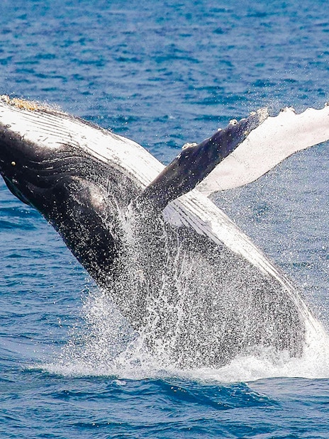 Whale breaching in the waters near Fraser Island, K'gari, during a whale watching tour.