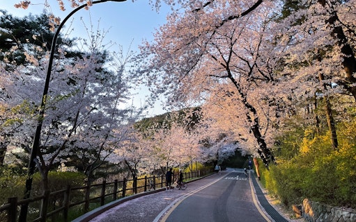 Cherry blossoms lining a scenic path during a random trip.