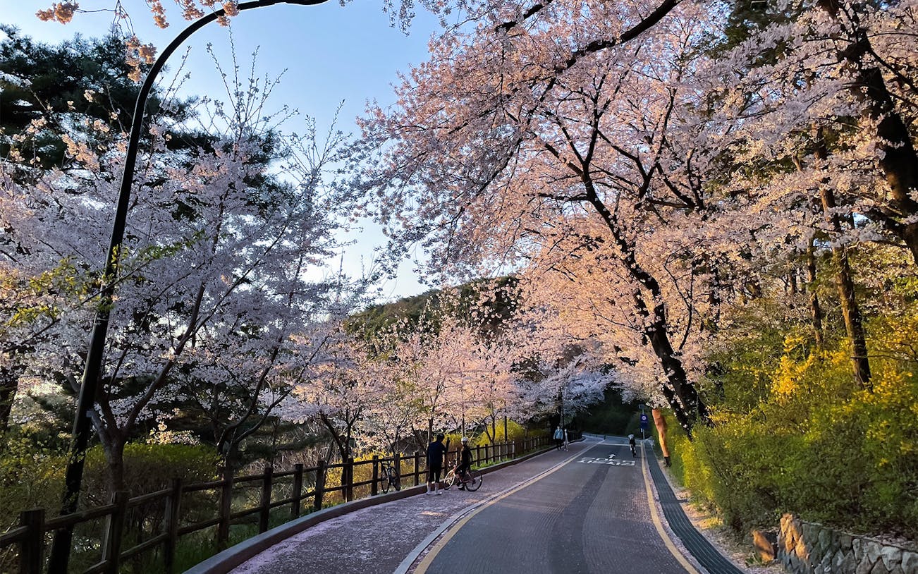 Cherry blossoms lining a scenic path during a random trip.
