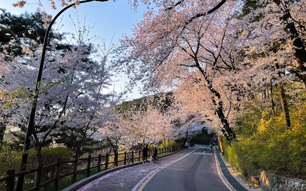 Seoul cherry blossoms along a scenic path during the Cherry Blossom Random Trip.