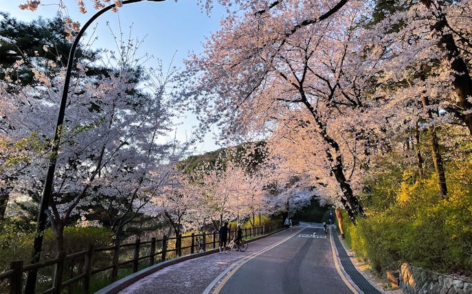 Cherry blossoms lining a scenic path during a random trip.