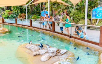 Visitors observing penguins swimming at Penguin Point, Sea World, Gold Coast.