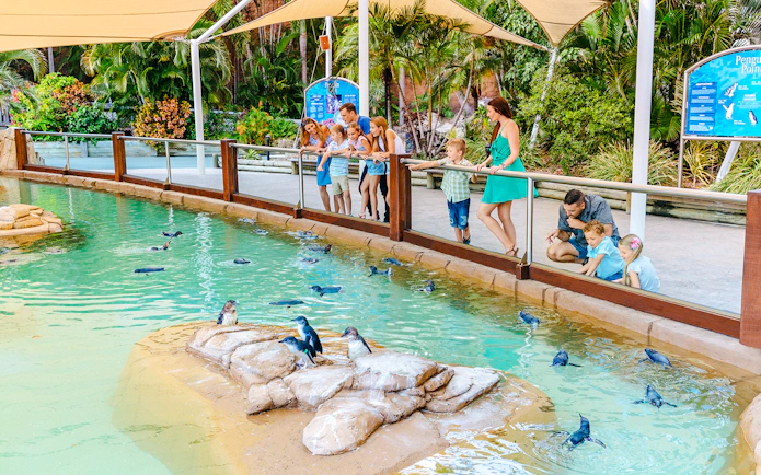 Visitors observing penguins swimming at Penguin Point, Sea World, Gold Coast.