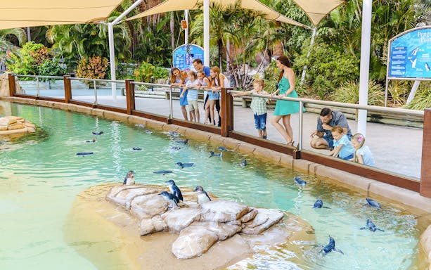 Visitors observing penguins swimming at Penguin Point, Sea World, Gold Coast.