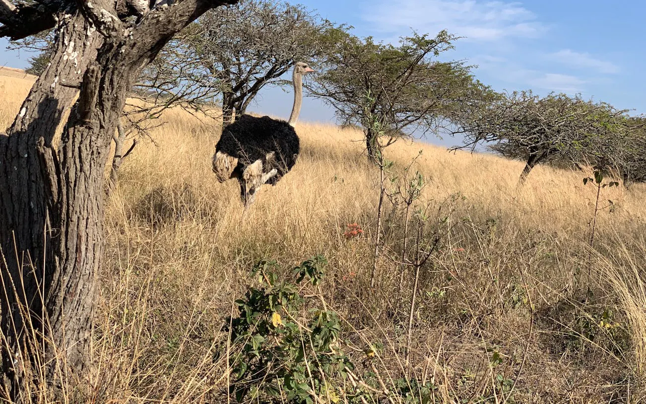 Private Full-Day 4x4 Open Vehicle Safari with Guide in Kruger National Park Image 10
