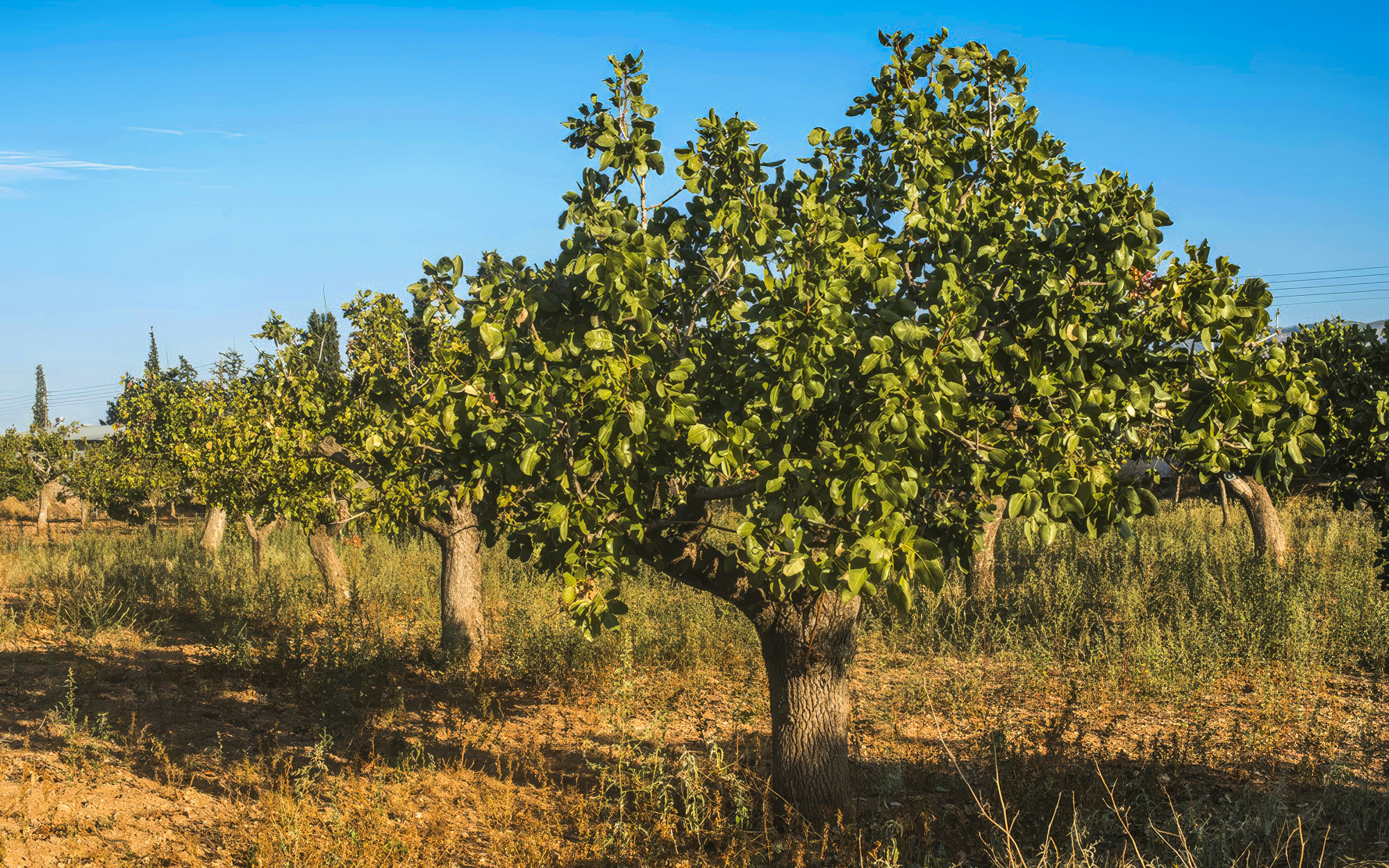 Ferma tradițională de fistic
