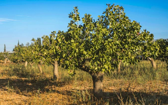 Pistachio trees in a sunlit field, Greece.