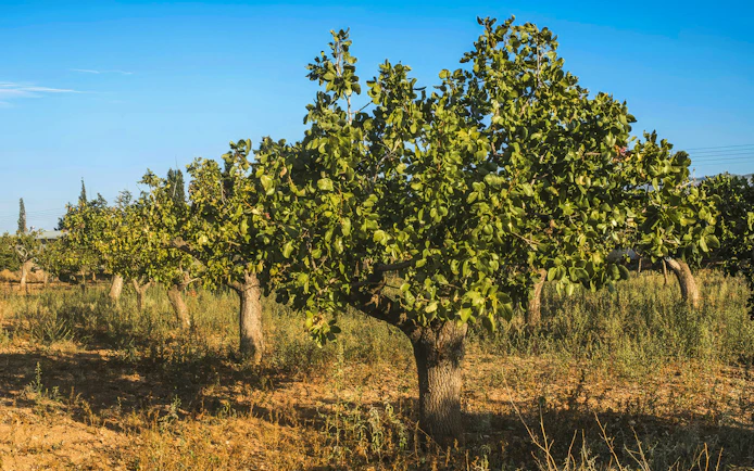 Pistachio trees in a sunlit field, Greece.