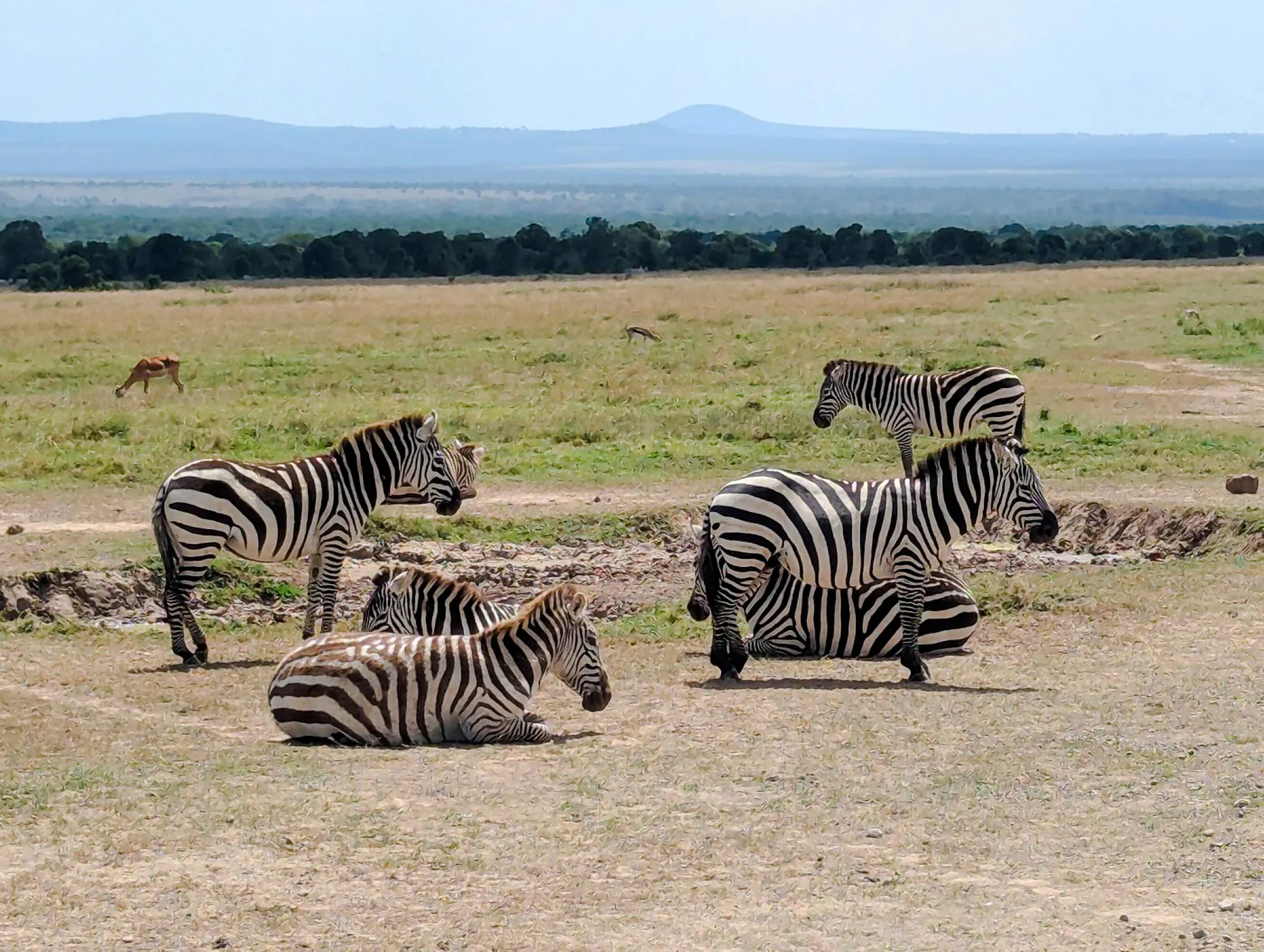 Zebras grazing in Ol Pejeta Conservancy, part of a private day tour from Nairobi.