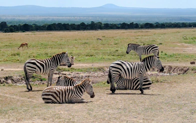 Zebras grazing in Ol Pejeta Conservancy, part of a private day tour from Nairobi.