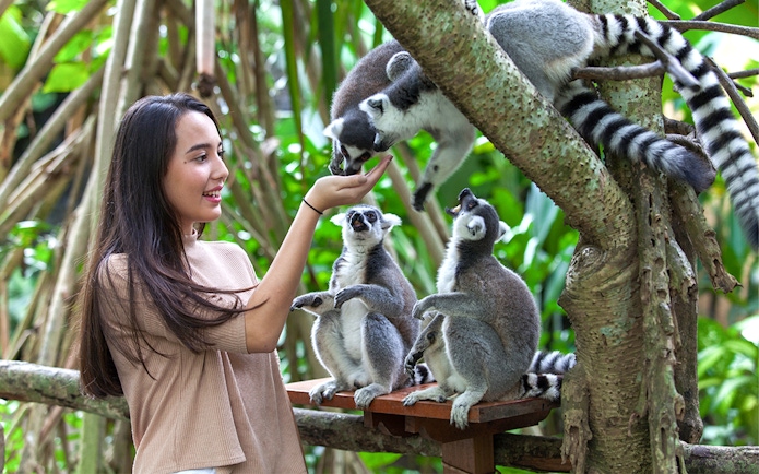 Woman feeding lemurs at Bali Zoo amidst lush greenery.