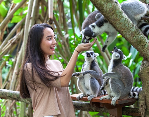 Woman feeding lemurs