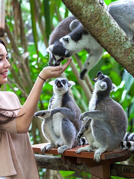 Woman feeding lemurs at Bali Zoo amidst lush greenery.