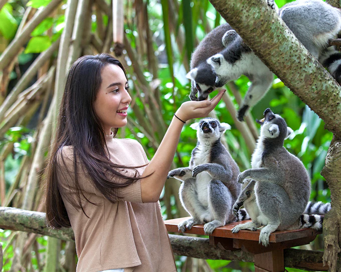 Bali Zoo Tickets + Breakfast with Orangutans