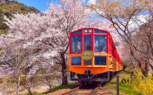 Scenic train passing cherry blossoms on Kyoto Sagano Day Tour.