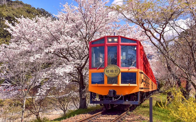 Scenic train passing cherry blossoms on Kyoto Sagano Day Tour.