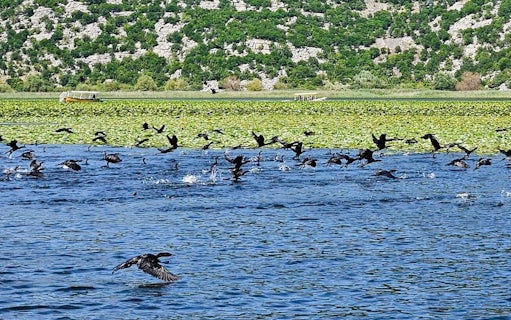 virpazar: skadar lake self-guided kayak rental-5