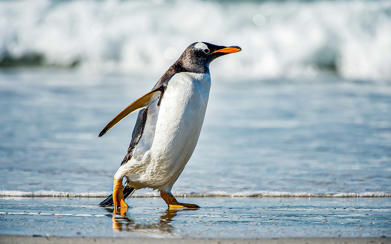 Gentoo penguins swimming in Oceanografic Valencia habitat.