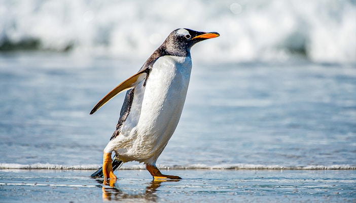 Zoom Torino Pinguine