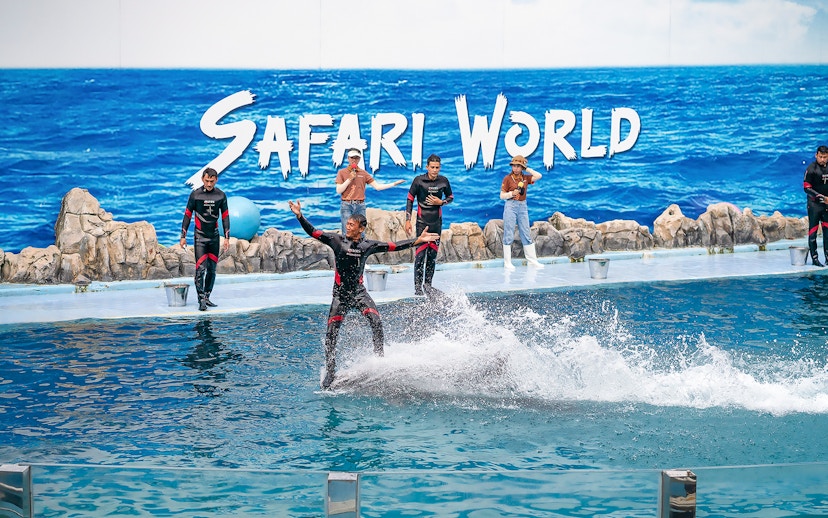 Trainer performing with dolphins at Safari World Marine Park show.