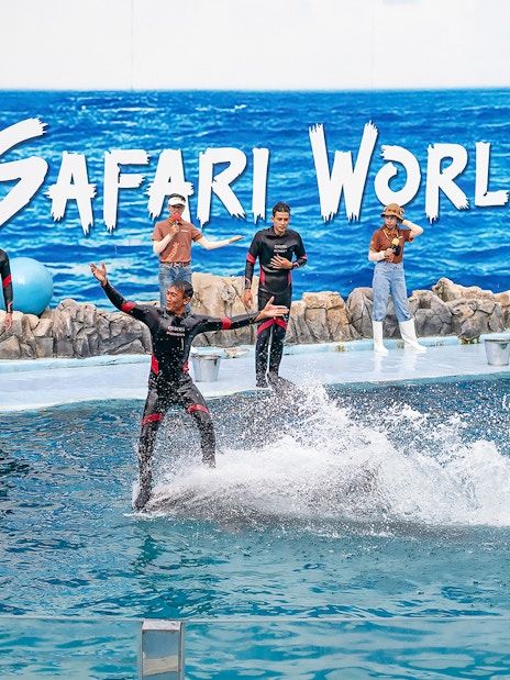 Trainer performing with dolphins at Safari World Marine Park show.