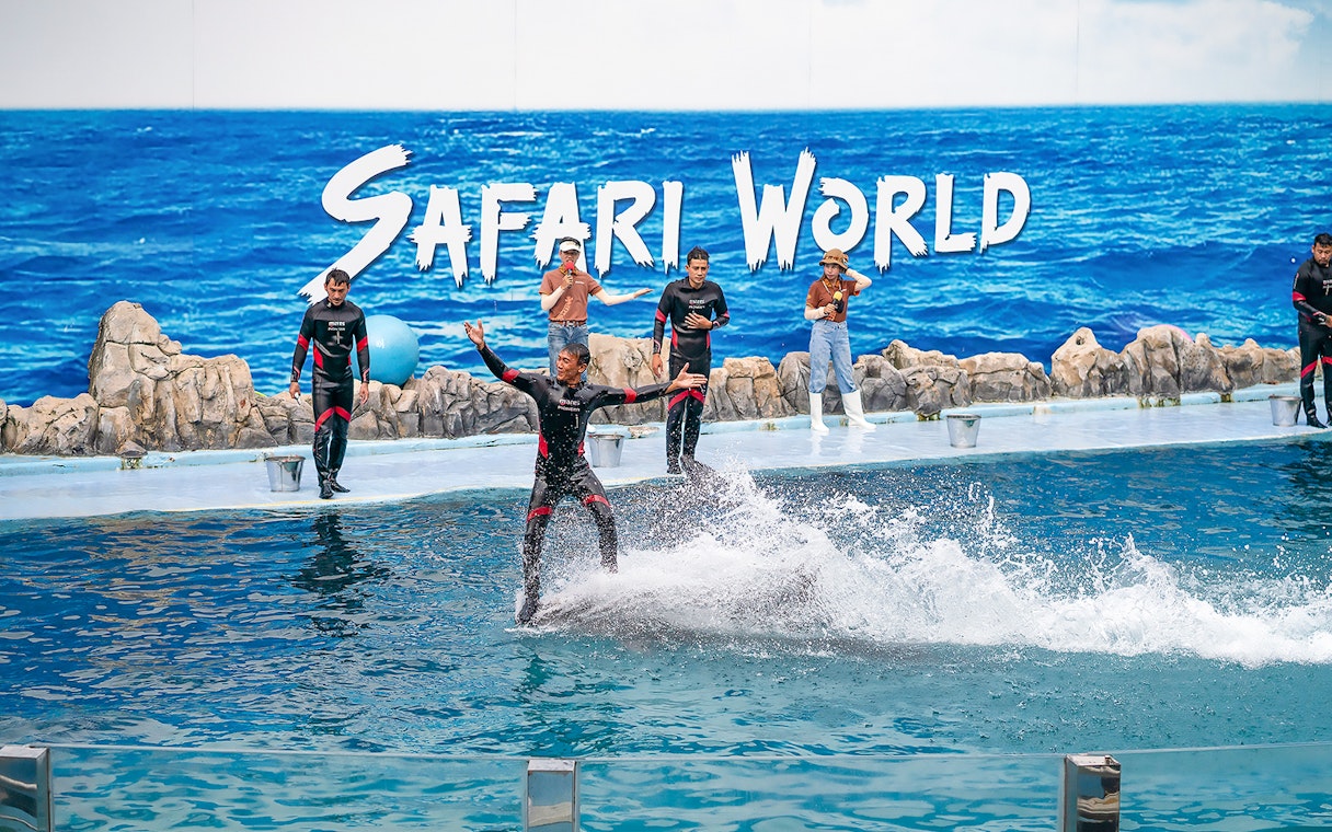 Trainer performing with dolphins at Safari World Marine Park show.