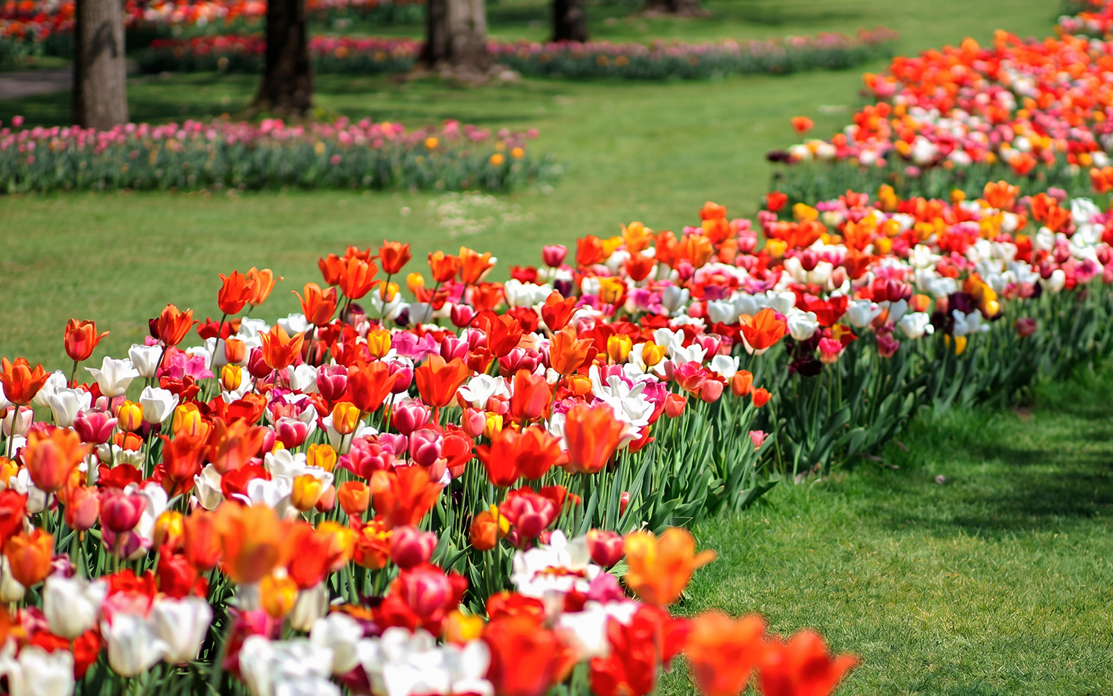Tulips in bloom at Parco Giardino Sigurtà garden.