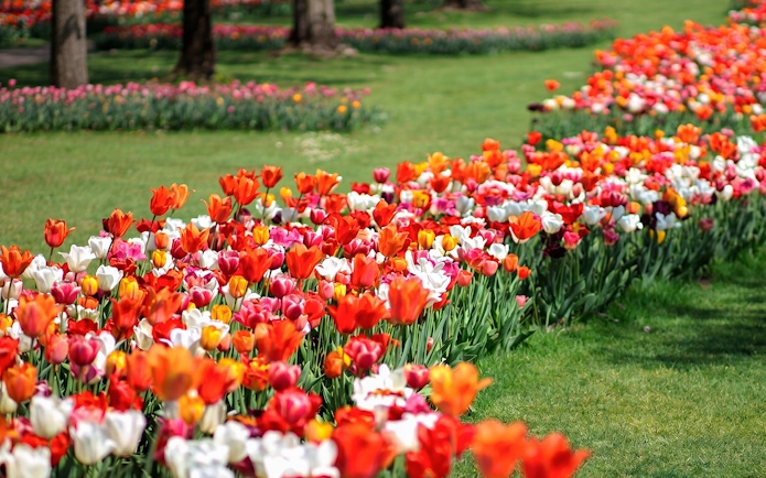 Tulips in bloom at Parco Giardino Sigurtà garden.